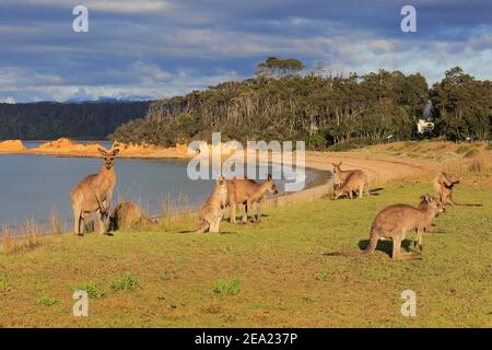 Eastern grey kangaroo (Macropus giganteus), group, adult, juvenile, on grassland, by the sea, feeding, foraging, Maloney Beach, New South Wales Stock Photo