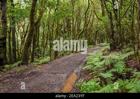 Forest path in laurel forest, Garajonay National Park, La Gomera, Canary Islands, Spain Stock Photo