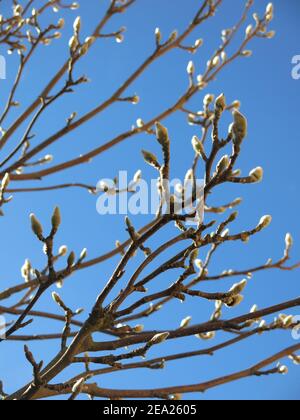 Branches of magnolia covered in large white buds, highlighted against a bright blue sky in winter sunlight. Stock Photo