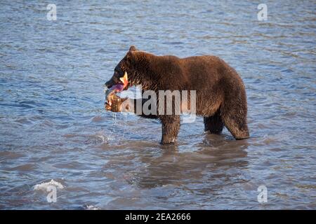 Grizzly bear is  fishing at sunset. The bear holds big fish salmon. Kamchatka Russia. Stock Photo