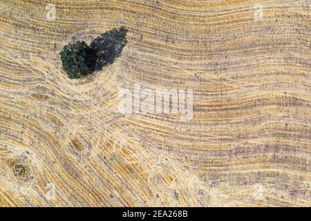 Holm oak (Quercus ilex) and abstract patterns in cornfield after harvest, aerial view, drone shot, Malaga province, Andalusia, Spain Stock Photo