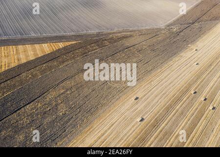 Abstract patterns of cultivated olive trees (Olea europaea), aerial ...