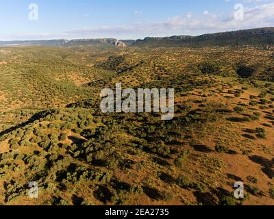 Dehesa, holm oak forest, aerial view, Monfraguee National Park, Extremadura, Spain Stock Photo