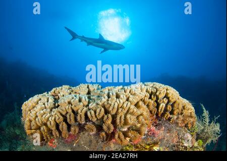 Smooth flower coral (Eusmilia fastigiata) and caribbean reef shark (Carcharhinus perezi), Gardens of the queen national park Stock Photo