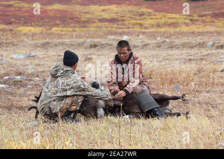 Two reindeer evenk herders (caribou) catch a caribou (reindeer) in the fall against the background of the crimson tundra. Kamchatka. Russia Stock Photo