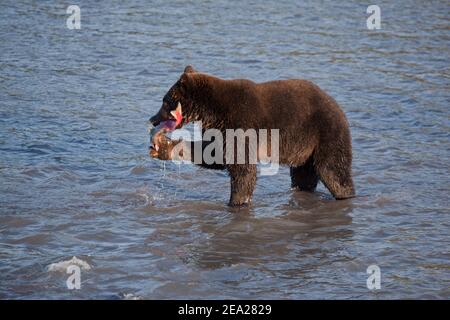 Bear grizzly ursus fishing. Bear holds big fish salmon. Russia Kamchatka Stock Photo