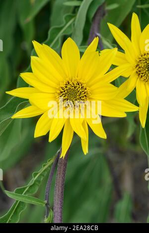 Maximilian sunflower (Helianthus maximiliani) Stock Photo