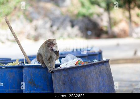 Monkey eats from garbage can. Thailand travel concept, environmental pollution Stock Photo