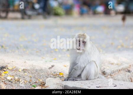 Monkey eats from garbage can. Thailand travel concept, environmental pollution Stock Photo