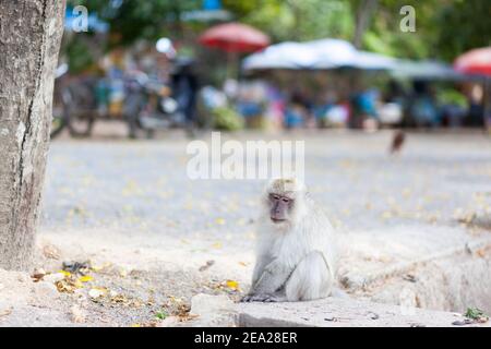 Monkey eats from garbage can. Thailand travel concept, environmental pollution Stock Photo