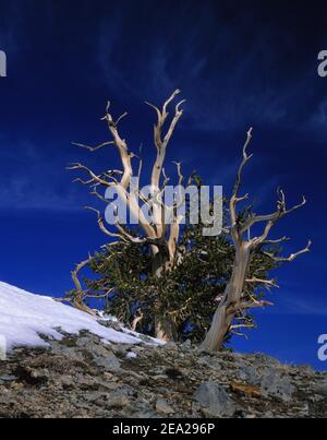 Rocky Mountain bristlecone pine ( Pinus aristata) White Mountains, California, USA Stock Photo