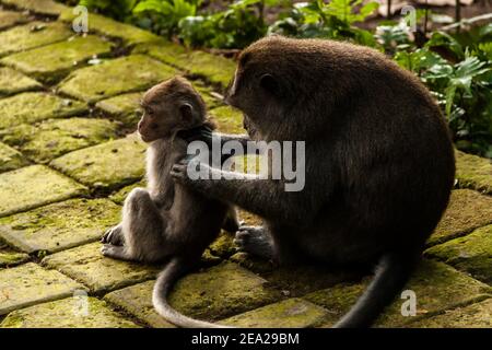 A mother monkey is grooming her baby at Sangeh Monkey Forest in Bali Stock Photo