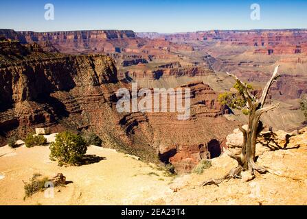 Tree in Grand Canyon national park, USA Stock Photo