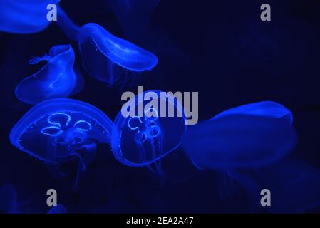 Common jellyfish ( Aurelia aurita) Stock Photo