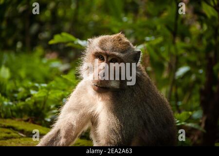 Close-up of the face of a male long-tailed macaque (macaca fascicularis) while looking at the camera with the sunshine on his face at Monkey Forest Stock Photo