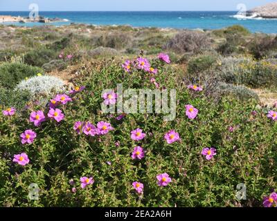 Grey-leaved cistus (Cistus albidus) on the seafront on Crete in springtime Stock Photo