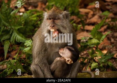 A long-tailed macaque (macaca fascicularis) is breastfeeding her baby in her arms and yawning with her mouth completely open at Sangeh Monkey Forest Stock Photo