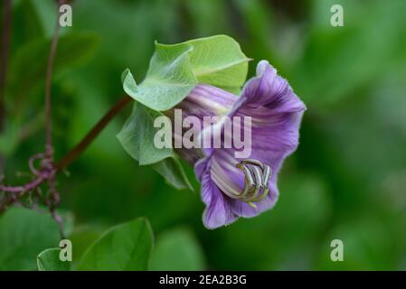 Cup-and-saucer vine (Cobaea scandens) Stock Photo