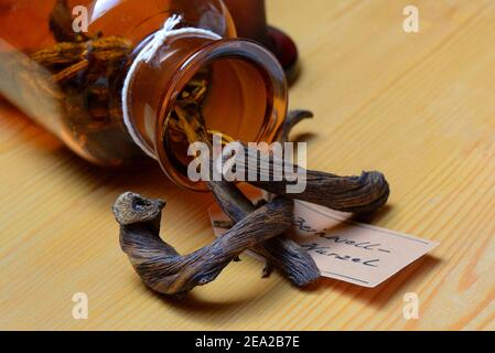 Bottle with dried -roots, Common Comfrey (Symphytum officinale) Stock Photo