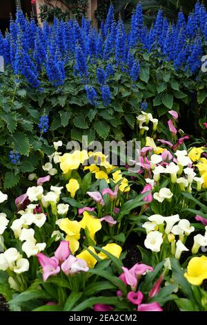 The mixed color of calla lilies with blue flowering coleus plants Stock Photo