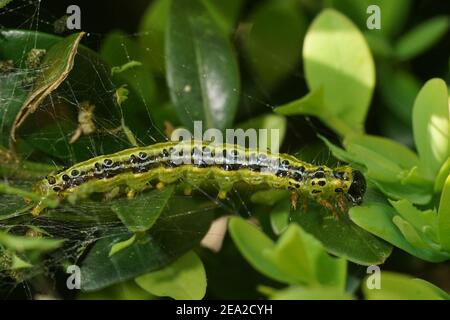 The green caterpillar of Cydalima perspectalis or the box tree moth  Stock Photo