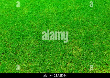 Green grass texture (background). Top view. Stock Photo
