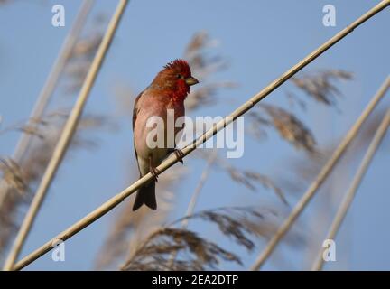 Male common rosefinch (Carpodacus erythrinus) with beautiful red colored head. Stock Photo