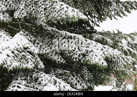 Close up of isolated snow covered fir tree branches Stock Photo