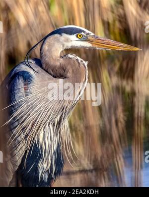 Great Blue Heron on a pond in Minnesota Stock Photo