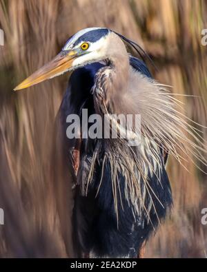 Great Blue Heron portrait in a natural setting in Minnesota Stock Photo