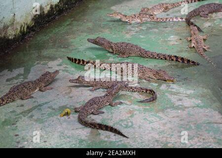 Cuban Crocodiles, Crocodylus rhombifer, young animals in breeding pen, La Boca Crocodile Farm, Zapata, Matanzas, Cuba (Captive) Stock Photo