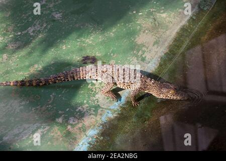Cuban Crocodile, Crocodylus rhombifer, single immature entering water, La Boca Crocodile Farm, Zapata, Matanzas, Cuba (Captive) Stock Photo