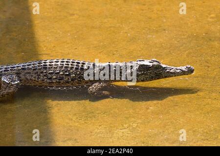 Cuban Crocodile, Crocodylus rhombifer, single immature swimming, La Boca Crocodile Farm, Zapata, Matanzas, Cuba (Captive) Stock Photo