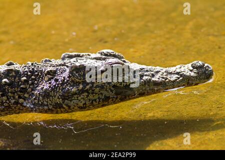 Cuban Crocodile, Crocodylus rhombifer, head of single immature, La Boca Crocodile Farm, Zapata, Matanzas, Cuba (Captive) Stock Photo