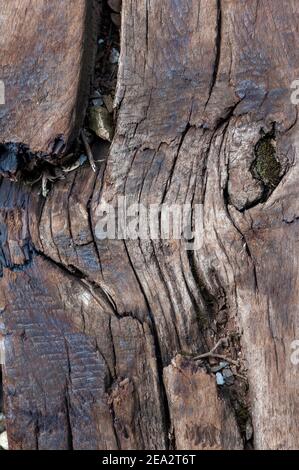 Close-up of a weathered and broken railroad wooden tie Stock Photo