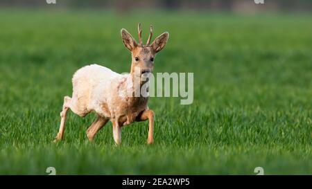 Albino roe deer buck walking on a green wheat field in spring nature Stock Photo