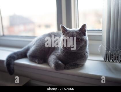 Blue British Shorthair cat lying on a window sill and looking at the camera Stock Photo