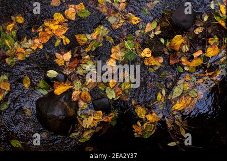 Autumn leaves on forest floor with reflection in creek Stock Photo