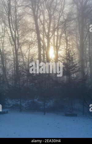 Orange sunrise behind tall trees on a foggy morning on a cold winter day in the Spessart, Bavaria, Germany Stock Photo