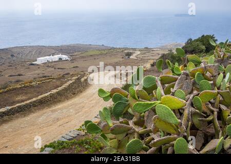Prickly pear, cactus fig called also Opuntia, growing near by the road in Folegandros island, Greece Stock Photo