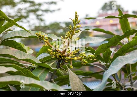 A Bunch of Flowers Mango Bloom on the Mango Tree. Stock Image - Image of  flower, background: 104999667