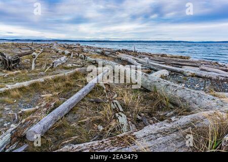 Driftwood lines the shore in Port Townsend, Washington. Stock Photo