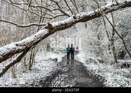Walkers walking in the snow on muddy forest path under fallen tree trunk in wood in winter Stock Photo