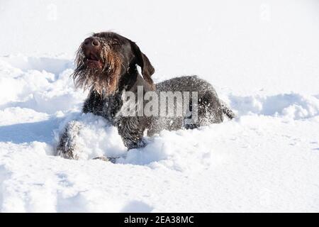 The pointer, lying in the deep white snow, is barking, waiting for a reward for completing the first task. German wirehaired pointer the perfect dog for hunting wild game. Stock Photo