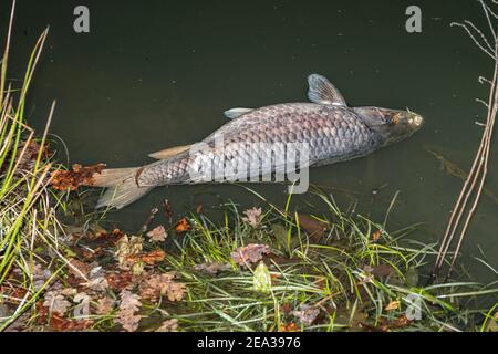 A dead carp floating in the water Stock Photo