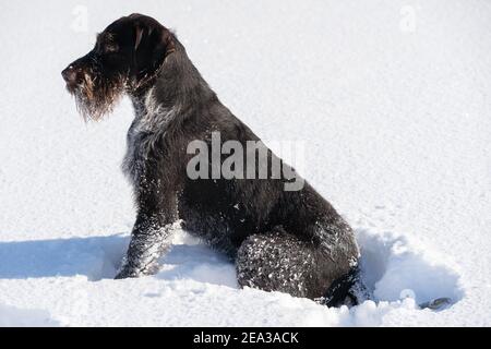 A large hunting dog is sitting and waiting for the next command. German wirehaired pointer the perfect dog for hunting wild game. Stock Photo