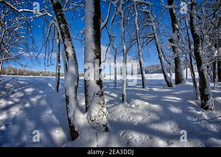 DE - BAVARIA: Winter scene at the Pfannenholz woodlands near Bad Toelz Stock Photo