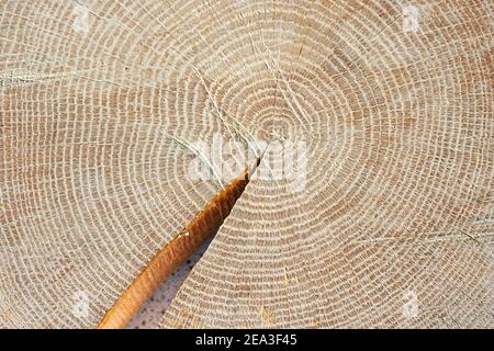 Detailed image of the year rings of a tree Stock Photo