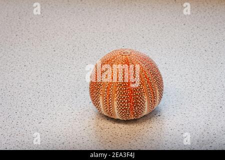 Red colored round seashell against gray background Stock Photo