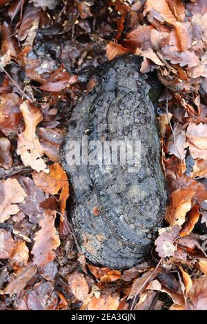 Old artist's shelf fungus lying on the ground in autumn suddounded by foliage Stock Photo